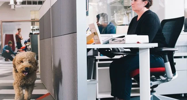 Open space: come cambia la produttività